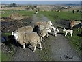 Farm Animals in a farm field