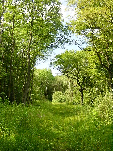 Snarkhurst Woods, ancient woodland (C) Penny Mayes ...