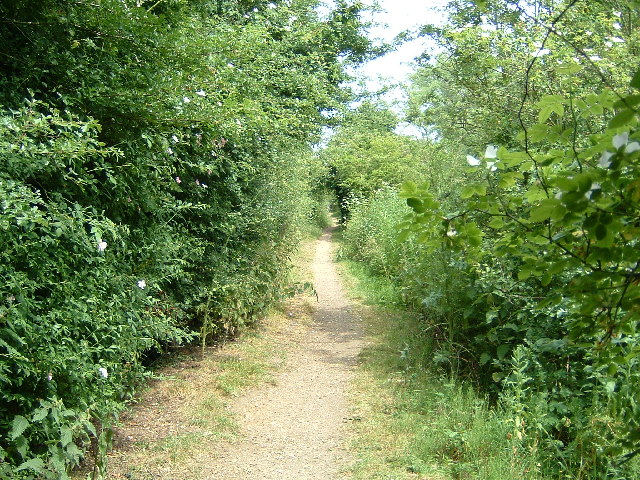 The Thames Path near Culham