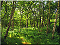 SU5469 : Woodland near Upper Bucklebury by Pam Brophy