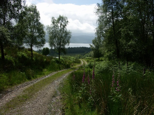 Forest track near Inveraray