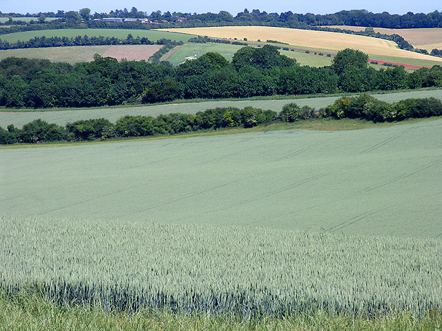 Wheat field at Cheseridge Farm