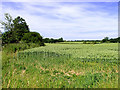 SU5478 : Wheat growing on farmland near Southfields by Pam Brophy