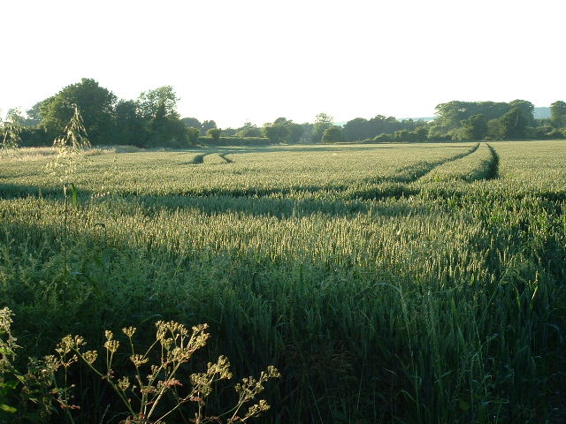 Evening Wheat