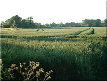 SU8904 : Evening Wheat by Chris Shaw