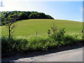 SU5977 : Farmland and Harley Hill Wood by Pam Brophy
