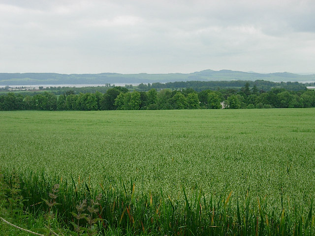 Oatfield near Mains of Gray