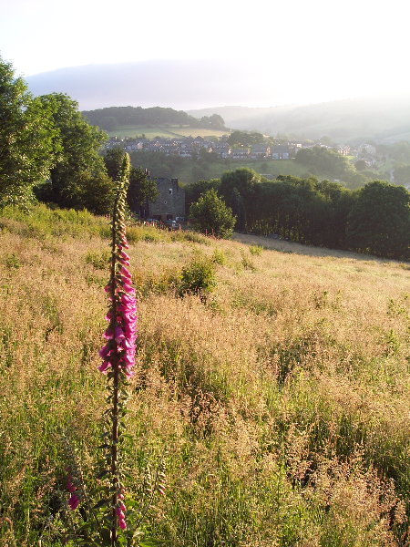 Foxglove and meadow, Luddendenfoot