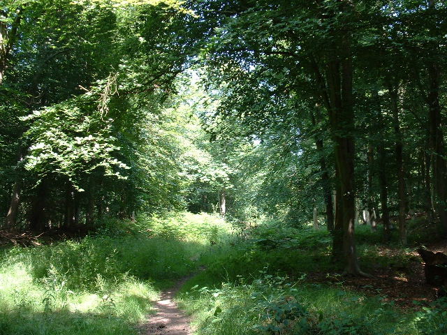 The Dover Woodland