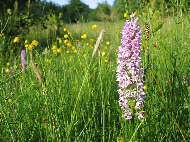 Orchids by Hindley Hill Woods