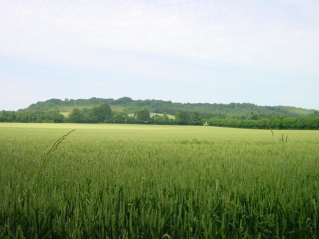 High Wood from Greenway Court Farm