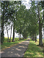 Tree lined drive, South Ockendon Hall, Essex