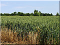 Dudley Farmland