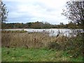 Warnham Mill Pond, Warnham Nature Reserve, Near Horsham, West Sussex