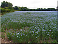 Crop near Burghfield