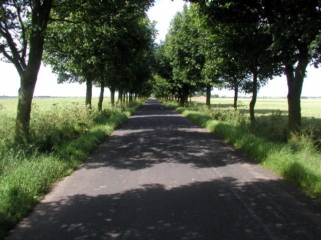 Tree Avenue