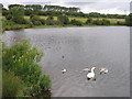 Swan and cygnets on Townhill Loch