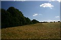 Barley field in Bury St Edmunds