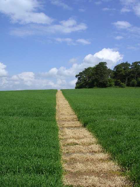 Footpath through crops near the Breamore mizmaze