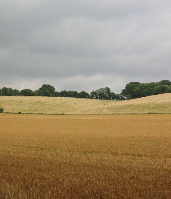 Corn Field, Battle Road