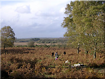 SU3207 : Matley Heath, west of Matley Wood, New Forest by Jim Champion