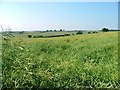 Ripening Rape Field