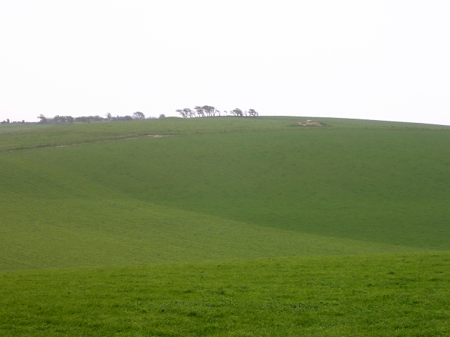 Verdant pasture south of the A35 between Martin's Down and Black Down