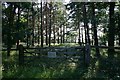 Copse next to Chimney Mill, West Stow