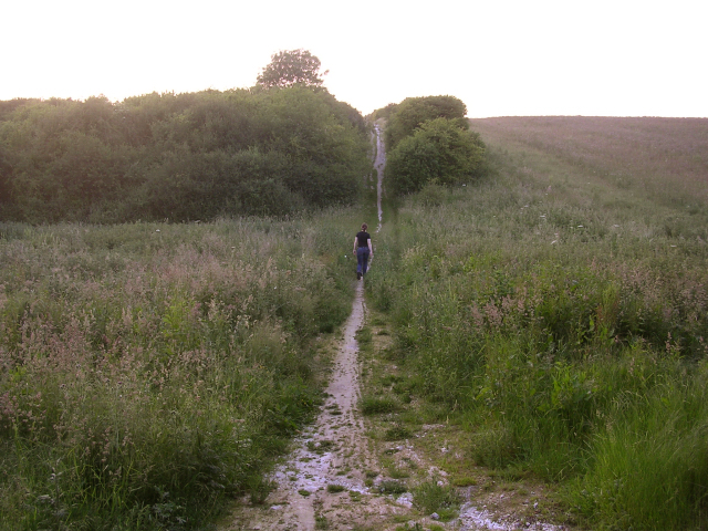 The Pilgrim's Trail on Twyford Down at dusk