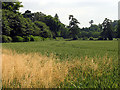 Wheat Growing on Farmland near Poughley