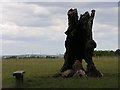 Old stump with a view