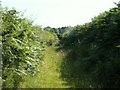 Old lane, nr. Talybont