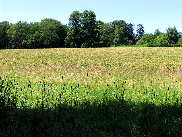 Wheat on Farmland between Goring Heath and Cane End