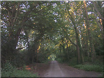 SU4117 : Route of a Roman road through Chilworth towards Bassett by Jim Champion
