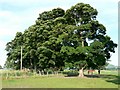 Trees at Easter Rhynd