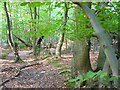 Ancient Boundary? Earthwall Adjacent to Bridleway Between Beacon Hill and the St Leonards Forest Bridleway