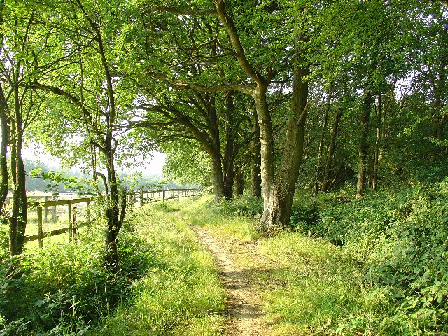 Bridleway through Holmbush Forest, near Colgate, West Sussex