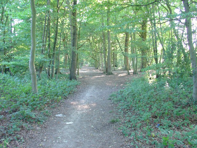 Bridleway through trees from Ifield West (Crawley) to Carylls Lea Junction (Faygate).