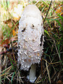 Inkcap growing under the hedge