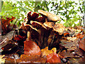 Mushrooms growing on the pavement