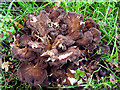 Fungi growing under Oak Tree