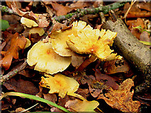 SU5870 : Woodland Mushrooms under and Oak Tree by Pam Brophy
