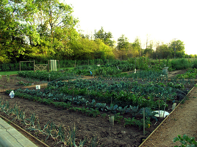 Allotment Gardens: Woolhampton © Pam Brophy cc-by-sa/2.0 :: Geograph ...