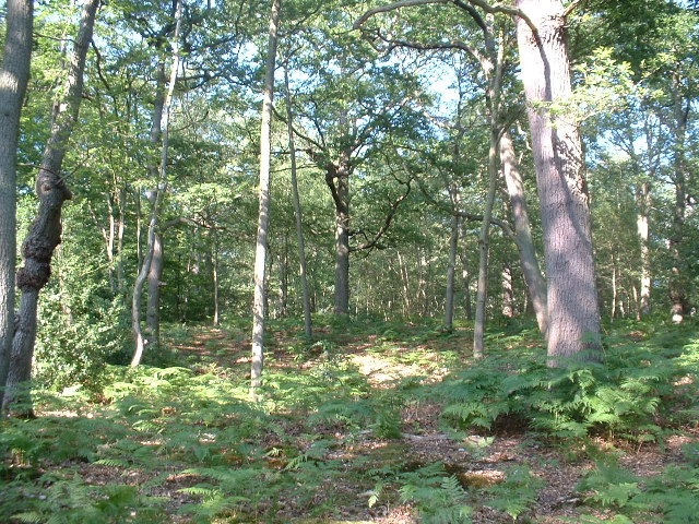 Hoddesdon Wood Nature reserve