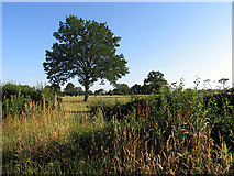SU5961 : Farmland near Tadley by Pam Brophy