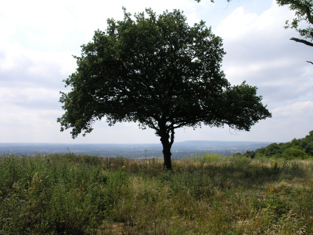 A Tree at the edge of the downs