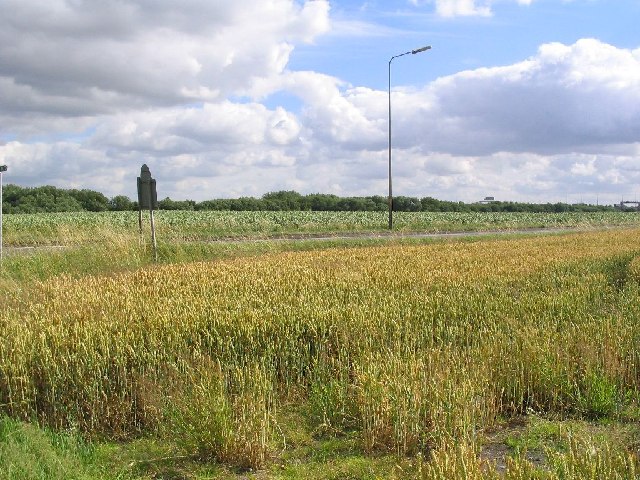 Wheat field