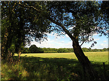 SU5061 : Farmland near Brocks Green by Pam Brophy