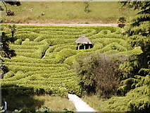 SW7727 : The Laurel Maze, Glendurgan by Bruce Hall