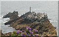 SW8431 : Shag Rock, St Anthony Head by Chris J Dixon